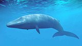 蓝鲸全身都是宝，科学家连它的耳屎都不放过，它有什么价值？