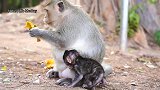 小猴子卢卡斯看起来太弱小了，但是它的妈妈吃的膘肥体壮！