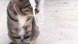 猫：铲屎的你快把这玩意给我摘下来！