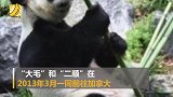 熊猫也过中国年！旅加龙凤胎大熊猫抵达成都