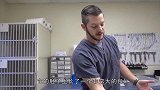 猫咪腹部长出大包，送到诊所手术，设备还都挺齐全
