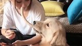 这狗讲究，还给兄弟留一口，患难见真情