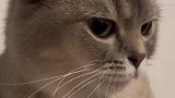 这么可爱的小猫怎么能有口臭呢！