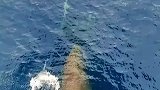 难怪鲨鱼不敢吃海豚，看海豚这游泳速度