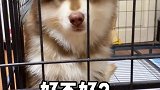 会持续记录康康的情况，大家不要担心！萌宠出道计划 爱宠来狂欢