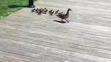 鸭妈妈带着小鸭子过河