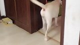 主人要洗衣服，拉布拉多把自己鞋子和布娃娃拿来洗，真聪明