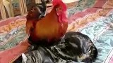 猫咪和小鸡：约好一起长大的，你却偷偷变成了大公鸡！