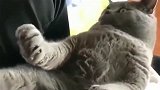英短蓝猫给主人卖萌撒娇，结果主人看到猫咪的撒娇姿势，主人笑喷