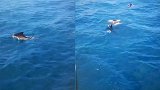 惊险瞬间！泰国海域剑鱼疯狂攻击潜水游客 与人近在咫尺