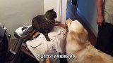 猫咪霸占狗狗的窝，狗狗想把自己的窝抢回来，下一秒忍住别笑