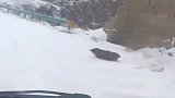 回家路上在雪地里遇到的大野猪，这货逃跑速度可真快，太猛了