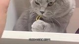 搞笑配音：猫：主人你居然拿橡皮筋算计我，那我就将计就计
