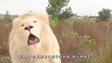 雄狮第一次见到孩子的时候，整个狮都变了，镜头记录全过程