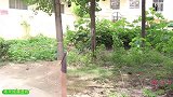 小楠小九一起追欢欢，没想到欢欢太狡猾，小楠小九白忙活一场