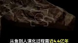 科学家填补“从鱼到人”进化树关键空白，取得重大突破