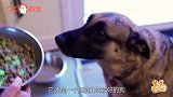 【超详细】从内科角度 告诉你幼犬洗澡注意事项