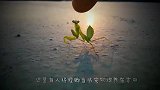 主人给螳螂看昆虫视频，下一秒请憋住别笑！螳螂快被玩坏了