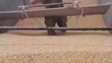 粮食是这样入仓，你见过吗