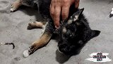 小奶狗被松狮咬到脑袋，连夜赶到医院抢救，小奶狗叫声我心都碎了