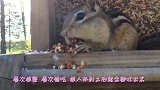 小哥养了一只松鼠，每次吃坚果都是这场面，笑到停不下来