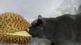 猫：这榴莲味道不错，我来尝尝！