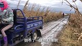 农民王小：2个女儿回村干活啥样饿的摘萝卜啃，儿媳笑翻了