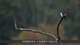 世界上最小猛禽，大小和麻雀相仿，却能猎杀伯劳鸟