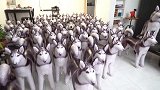 男子买回一百个充气哈士奇，只为恶搞自家二哈，太会玩了！
