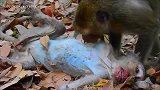 猴王现在跟骷髅猴的关系，有重大变化