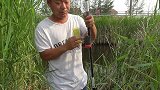 提前打窝，全是金黄大鲫鱼