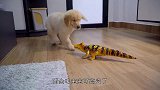 主人趁狗狗睡觉，放了只玩具蟑螂进去，结果狗狗被整崩溃了
