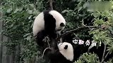 熊猫：你欺负我！你给我等着