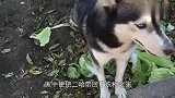 带着二哈回了一趟农村老家怀孕了，宝宝生下来后邻居笑坏了