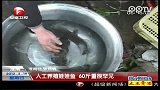 人工养殖娃娃鱼60斤重很罕见