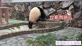 熊孩子把喝水池当洗脚池，熊猫妈妈很生气，一把将熊孩子推开