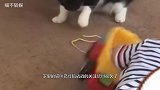 猫咪抢了宝宝玩具就跑，谁料半路遭遇二狗伏击，下一幕憋住别笑