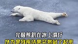 北极熊在冰上行走时，为什么要趴着滑行