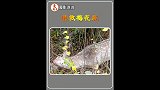 解救被铁丝缠住的鹿