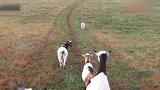 牧羊犬第一次跟妈妈去草地看羊，接下来发生的一幕太萌了