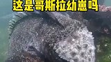 海底探险员第一次下海，就看到了这一幕当场惊呆了