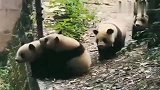 大熊猫也会“抱团”，排排坐好像幼儿园小朋友