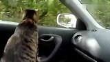 猫咪第一次坐车出行，兴奋的喵喵叫，看到什么都觉得新鲜