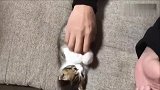 同样是挠肚皮，三只小猫的反应各不相同，好可爱!