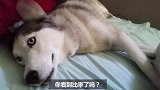 狗狗天真无邪，总说实话