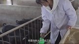 河南24岁美女养猪至今单身，家人花式催婚300头猪当嫁妆