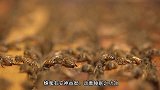 蜂蜜替代抗生素，治疗感冒的有效法则