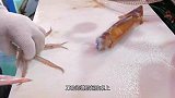 刀功师傅处理鱿鱼，刀过之处处处是美感，围观食客：过瘾！