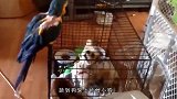 考拉感到屁股一阵“刺痛”，回头一看，一只鹦鹉正在“找屎”！