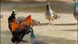 公鸡和孔雀打架，谁的战斗力更强